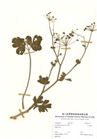 藏品(日本前胡)的圖片